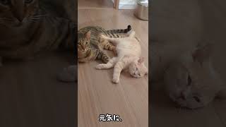 【いっちゃってる】目が、、、＃ショート#cat #cats #ねこのいる生活 #ねこ #猫のいる暮らし #保護猫 #猫好きさんと繋がりたい