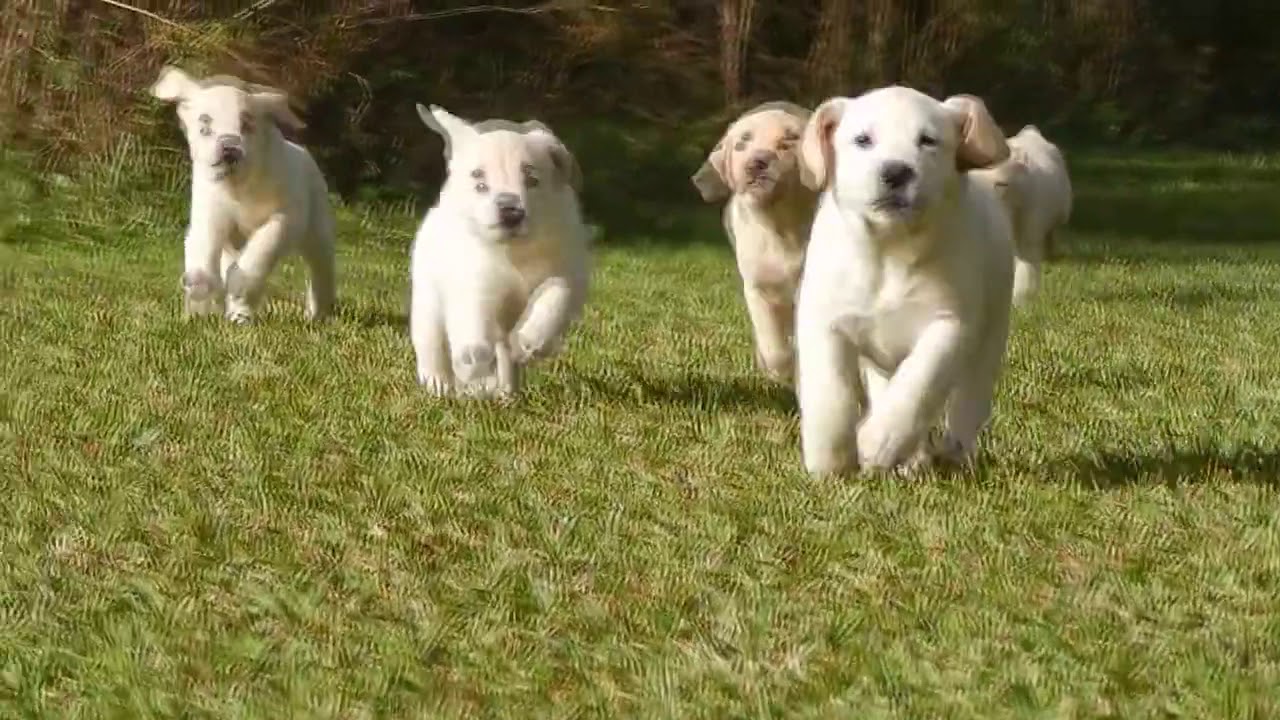 Dog Training Youtube