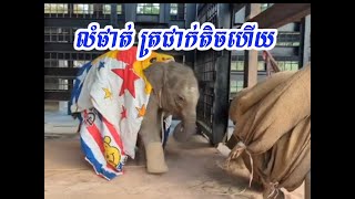 លំផាត់ ត្រជាក់តិចហើយខែនេះខែត្រជាក់ផង🥰🥰#tosmrel-តោះមើល#ដំរីលំផាត់ #tosmerl