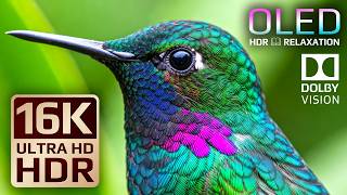 Impossible Detail Nature Animals | 16K Dolby Vision OLED HDR TEST 120fps (8K/4K Ultra HD TV)