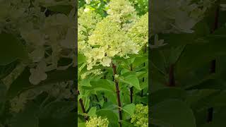 Hydrangea 'Limelight Prime'