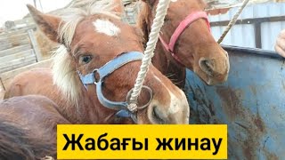 Соғым уақыты. Жабағыларды алып келдік