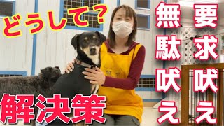 【犬のしつけお悩み解決】無駄吠え要求吠えはどうすれば解決できる？【#15】