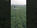 harbryawaril tisri fawarni farming agriculture shorts trendind viralshorts