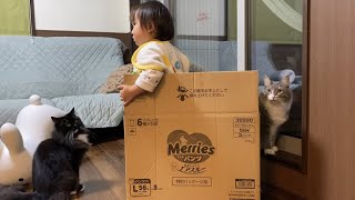 段ボールスペースを狙う猫　ラガマフィン　ノルウェージャンフォレストキャットA cat aiming at cardboard. Ragamuffin. Norwegian Forest Cat.