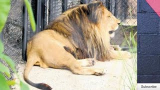 Lions at Jamaica Zoo 🇯🇲🇯🇲🇯🇲