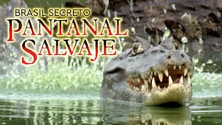 Brasil secreto: Pantanal salvaje - HÚMEDA #animales #documentaldeanimales #naturaleza