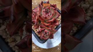 #천상비 #다육 #식집사 #윤자매 #music #사랑에빠지고싶다 #김조한  #succulent #plants #반려식물 #원예치료 #힐링 #shorts