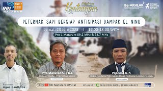 Peternak Sapi Bersiap Antisipasi Dampak El Nino