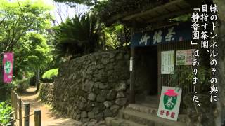 【おとな旅・神戸】青谷の茶畑と新緑ハイキング