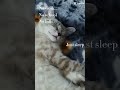 life of a cat you gotta envy them cat pets cute kitten