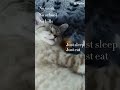 life of a cat you gotta envy them cat pets cute kitten