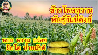 พามาดูข้าวโพดหวานพันธุ์ฮันนี่คิงส์🌽 ระยะพร้อมเก็บฝัก : ฝักโต หอม หวาน อร่อย น้ำหนักดี