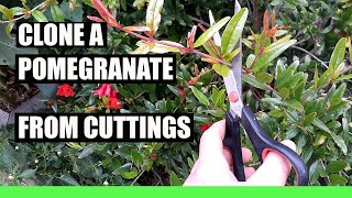 CLONE any POMEGRANATE tree from Cuttings - 100% Success Grow Endless trees for F