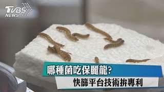 哪種菌吃保麗龍?快篩平台技術拚專利