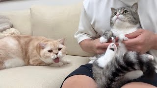 兄の爪切りを見ただけで拒絶反応を起こした猫がとんでもないことになりました…