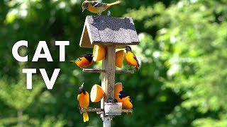 Saturday Morning Cartoons for Pets - The Baltimore Oriole Feeder - June 03, 2023