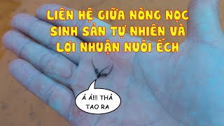 Số 158 - Nòng nọc ếch sinh sản tự nhiên cho con giống tốt, giúp hệ số thức ăn thấp, tăng lợi nhuận