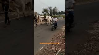 ಒಂಟಗೋಡಿ ಜೋಡಿ ಬುಲ್ಸ್ 🙌