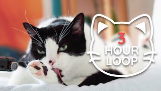 🎧 ASMR Cat Grooming 👅 #73 (3 HOUR LOOP)