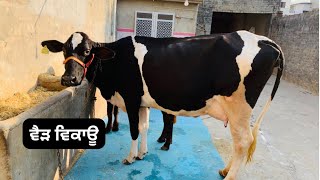 ਵੈੜ ਵਿਕਾਊ  one cow for sale @brarcattlefarm188 @brartraveljet4