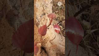 Red pipal leaves | #Ficusreligiosa #bodhitree, #pippalatree, #peepaltree #ashwatthatree #ytshorts