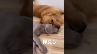 仲良し兄弟 #ゴールデンレトリバー #ワイマラナー #大型犬