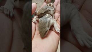 چھوٹی سی گلہری کے بچے کھو گئے😢#Little squirrel babies lost#viral#short😭