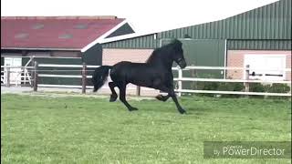 Franke, 4 years old friesian stallion of Eise 489