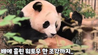 배에 떨어진 부스러기까지.. 밥 먹을 때가 제일 귀여운 푸바오의 점심시간🐼