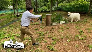 耳の薬が嫌で逃げ回ったアランです　Great Pyrenees　グレートピレニーズ