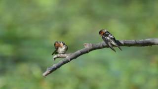 似曾相識燕歸來。洋燕Pacific Swallow....Taiwan