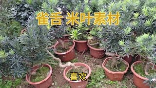 盆景基地处理一批雀舌罗汉松素材 ，树形美价格优廉 适合练手