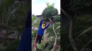 Triman na pod nato ni para mabilog#youtubeshorts #plants#gardener #jannelnoculan