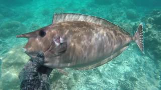 Tuamotu Spearfishing 2016 part2