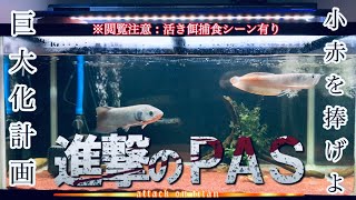 90cm水槽のアロワナ・ポリプを巨大化！？小赤を捧げます。