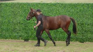 Breckon Farms - Karaka 2022 Lot 66