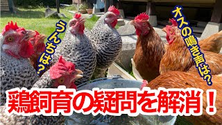 【飼育方法】ニワトリ飼育のよくある疑問を解消します！