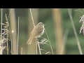 busksÅngare blyth´s reed warbler acrocephalus dumetorum klipp 2665