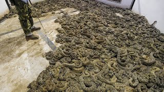 He Found 45 Rattlesnakes Under The Floor Of His House, You Won't Believe What He Did With Them!