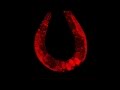 Single molecule cellular biophysics