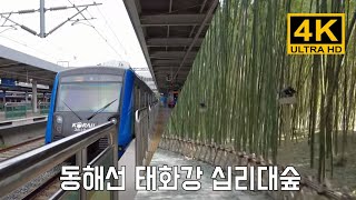 [4K] 동해선 개통으로 울산 태화강 국가정원 십리대숲 (대나무 군락지) 구경갔어요. The Simni bamboo forest 부산 부전역 교대역 태화강역 광역전철 시간표 부울경