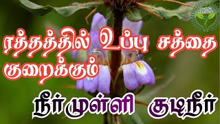 இரத்தத்தில் உப்பு சத்தை குறைக்கும் நீர்முள்ளி குடிநீர் |  வைத்திய திறவுகோல் | Vaithiya Thiravukol