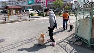 ポメラニアンの”コン太くん”と散歩トレーニング！