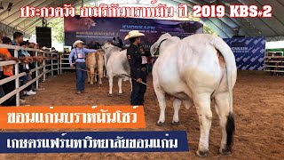 เลี้ยงวัวอเมริกันบราห์มันประกวดปี2019  เกษตรแฟร์มหาวิทยาลัยขอนแก่น ชมการตัดสินวัวบราห์มันแกรนด์แชมป์