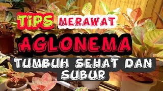 Tips perawatan Aglonema agar tumbuh subur