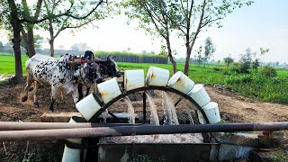 Traditional Irrigation Method of Water Lifting With Bulls | Persian Water Wheel Irrigation