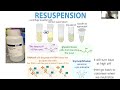 Minipreps (alkaline lysis plasmid purification) behind the scenes