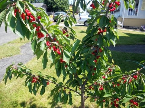 How to prune a Dwarf Cherry Tree? How to prune a Dwarf Cherry Tree?
