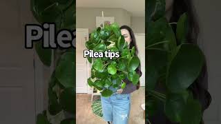 My Pilea Peperomioides Care Tips!
